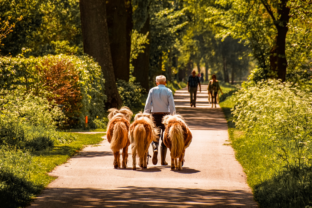 Wandelroute Mariapeel Helenaveen