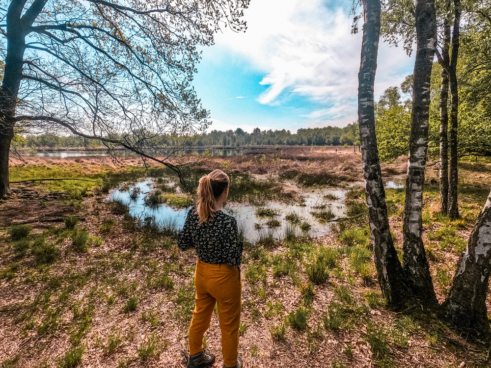 Wandelroute Mariapeel klein 3 - Wandelroute Limburg: door de Mariapeel bij Helenaveen