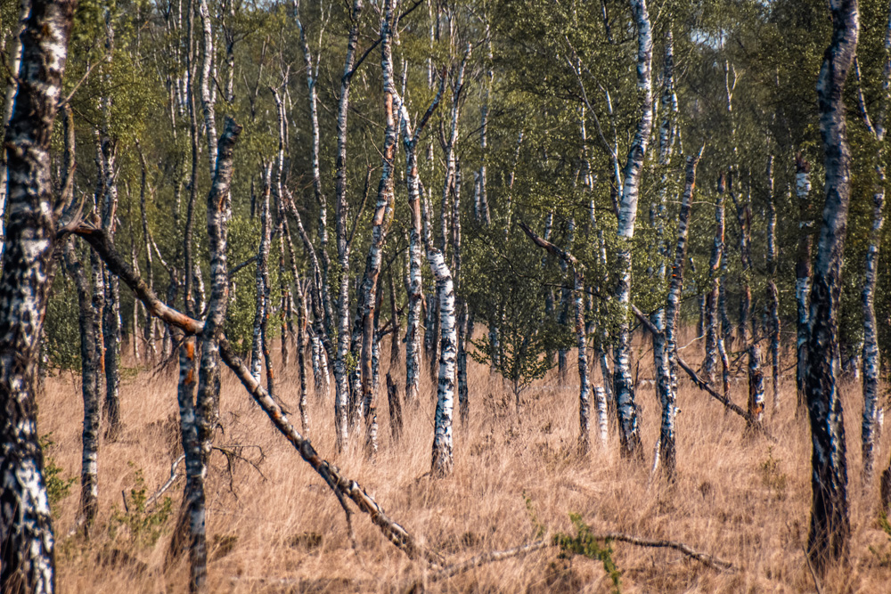 Wandelroute Mariapeel Helenaveen