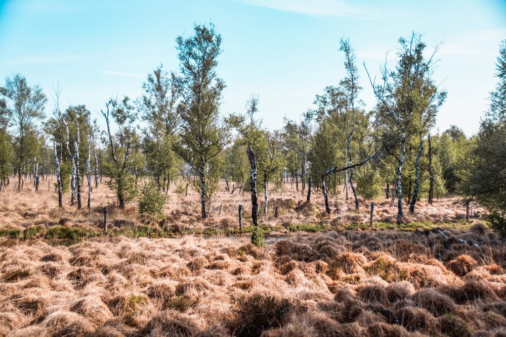 Wandelroute Mariapeel Helenaveen