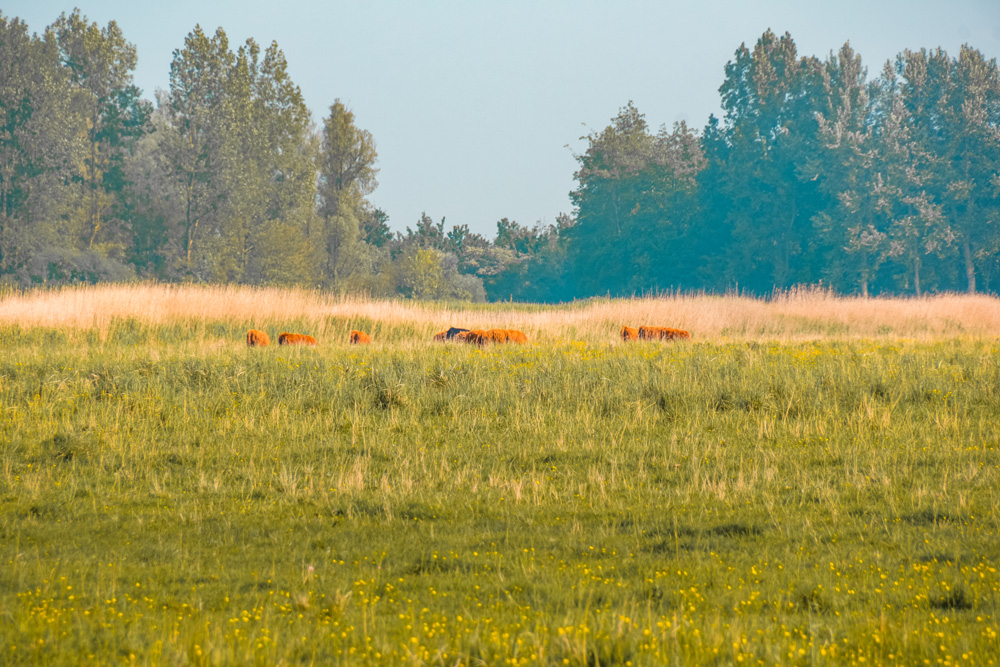 NP lauwersmeer friesland 2 - De leukste dingen om te doen in Friesland