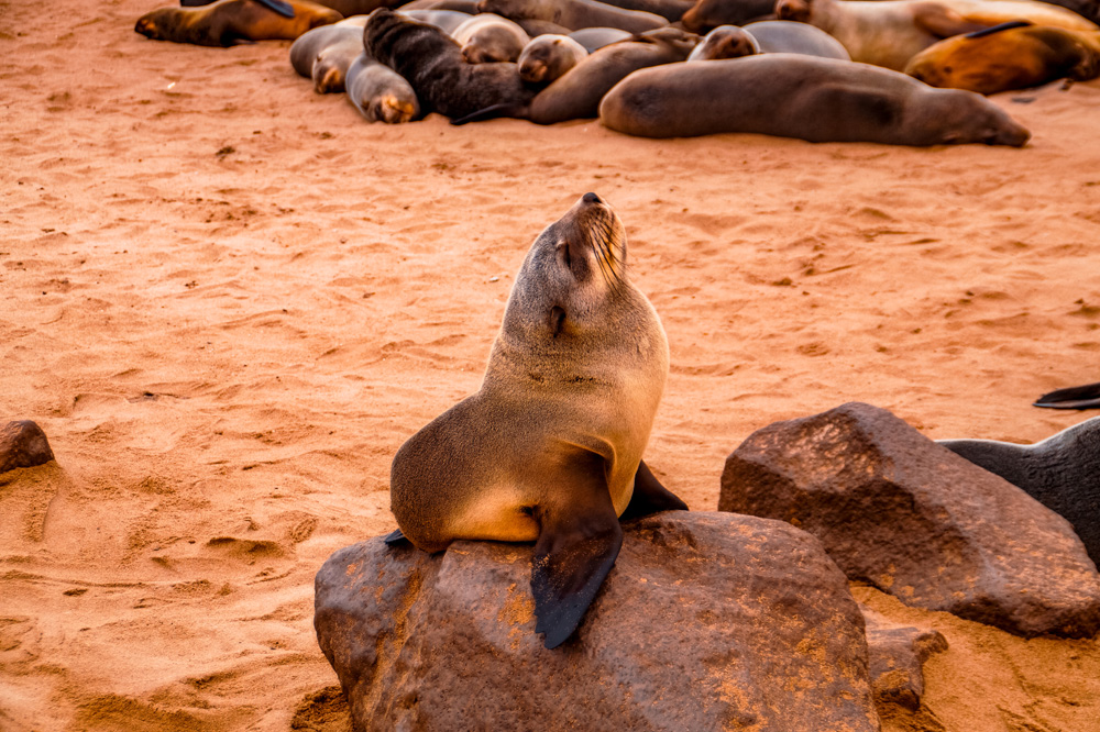 Namibie bezienswaardigheden Cape Cross 3 - Reisroute: langs de bezienswaardigheden van Namibië