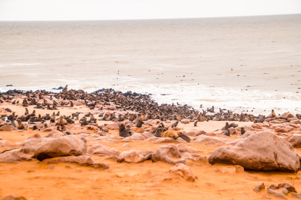 Namibie bezienswaardigheden Cape Cross 4 - Reisroute: langs de bezienswaardigheden van Namibië