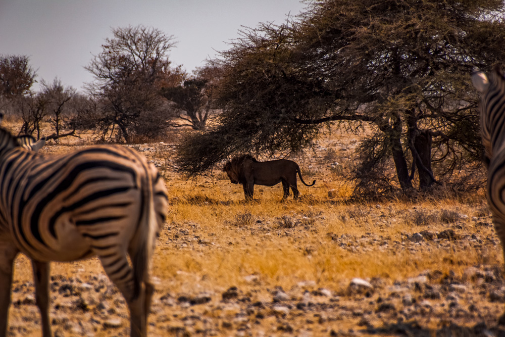 Namibië bezienswaardigheden Etosha Nationaal Park 