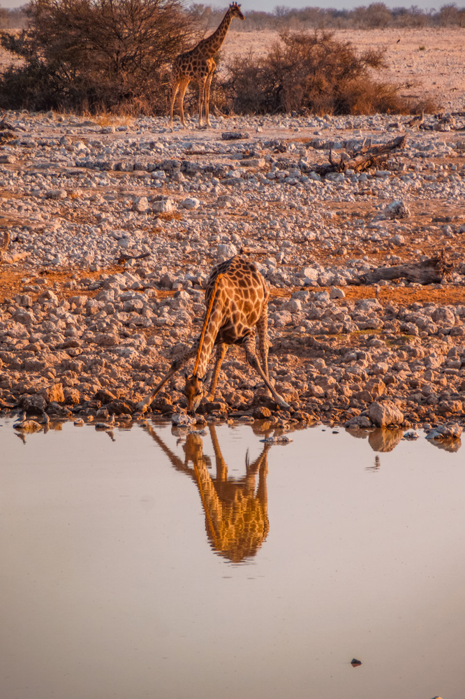 Namibië bezienswaardigheden Etosha Nationaal Park 