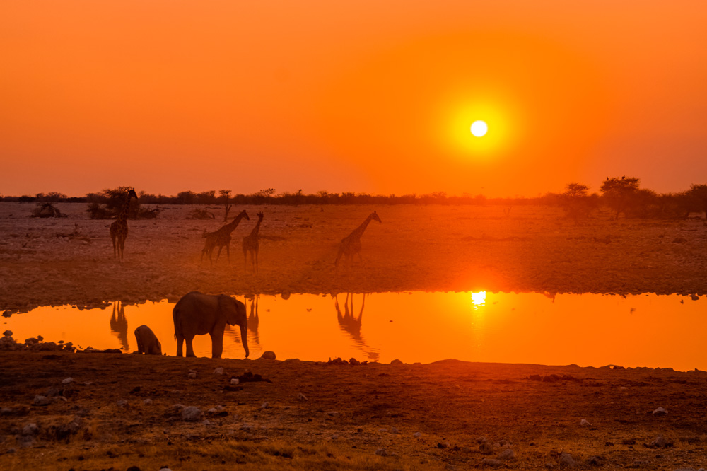 Namibië bezienswaardigheden Etosha Nationaal Park 