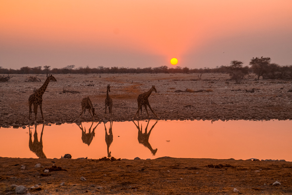 Namibie bezienswaardigheden Etosha Nationaal Park 5 - Reisroute: langs de bezienswaardigheden van Namibië