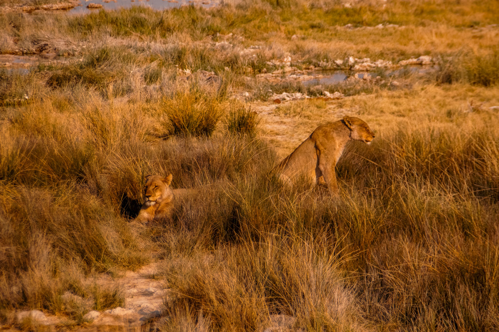 Namibië bezienswaardigheden Etosha Nationaal Park 