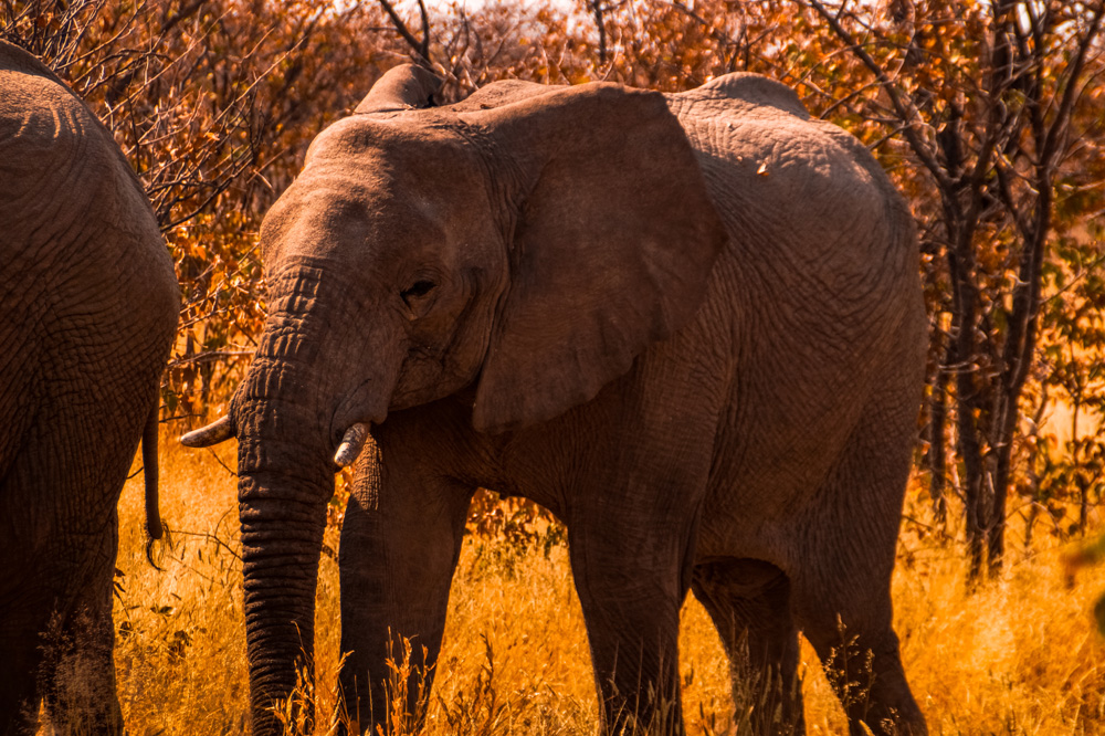 Namibie bezienswaardigheden Etosha Nationaal Park 7 - Reisroute: langs de bezienswaardigheden van Namibië