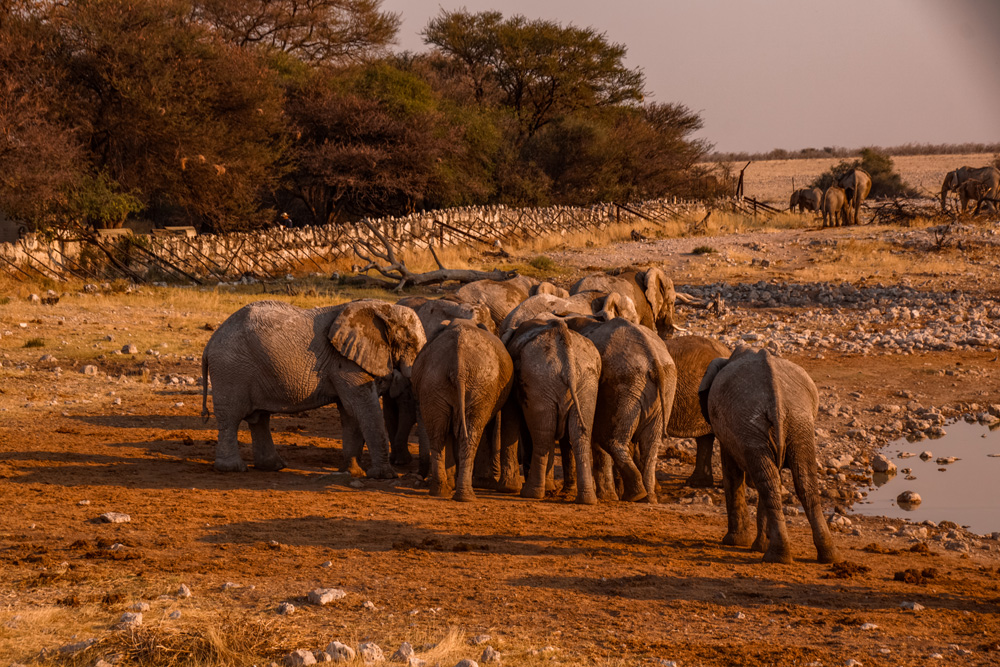 Namibie bezienswaardigheden Etosha Nationaal Park - Reisroute: langs de bezienswaardigheden van Namibië