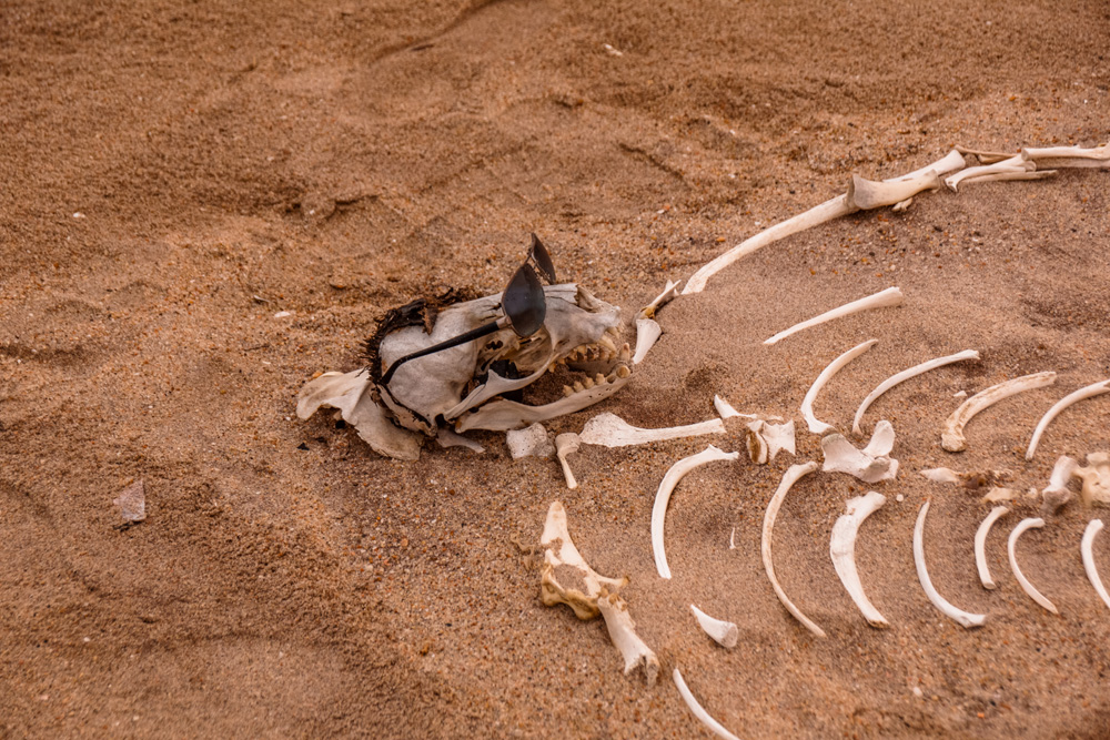 Namibie bezienswaardigheden Skeleton Coast 2 - Reisroute: langs de bezienswaardigheden van Namibië