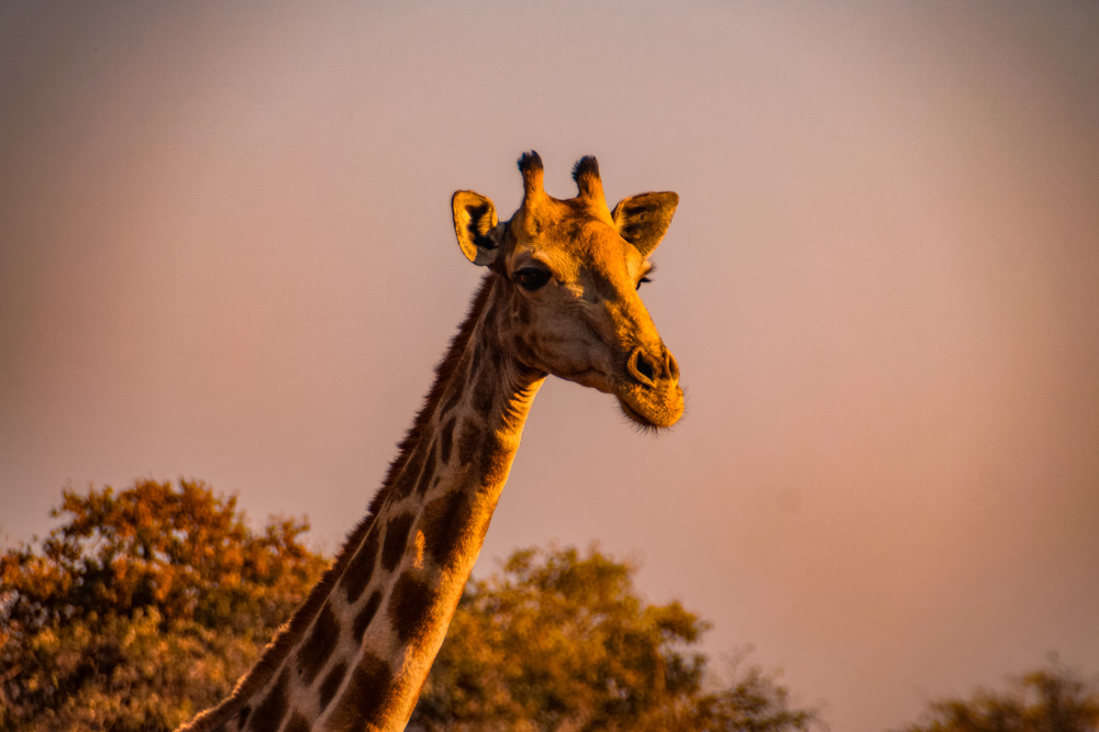 Namibie bezienswaardigheden Waterberg Plateau 2 - Reisroute: langs de bezienswaardigheden van Namibië