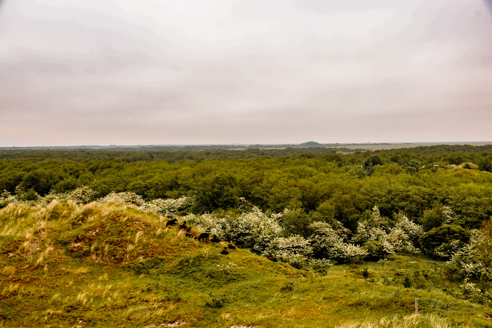 Schiermonnikoog - Alles wat je wilt weten over Schiermonnikoog