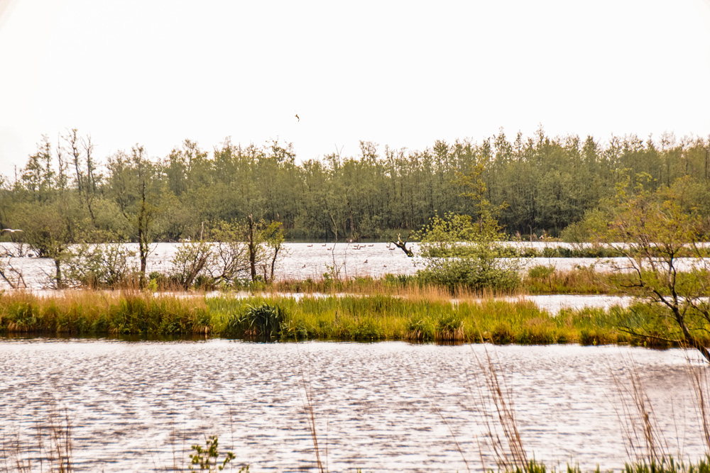 Nationaal Park Alde Feanen 3 - Wandelroute Friesland: Nationaal Park Alde Feanen