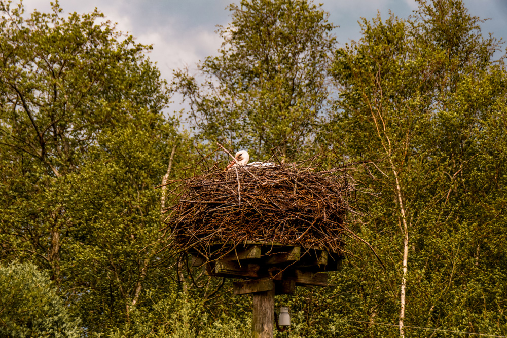 Nationaal Park Alde Feanen 4 - Wandelroute Friesland: Nationaal Park Alde Feanen