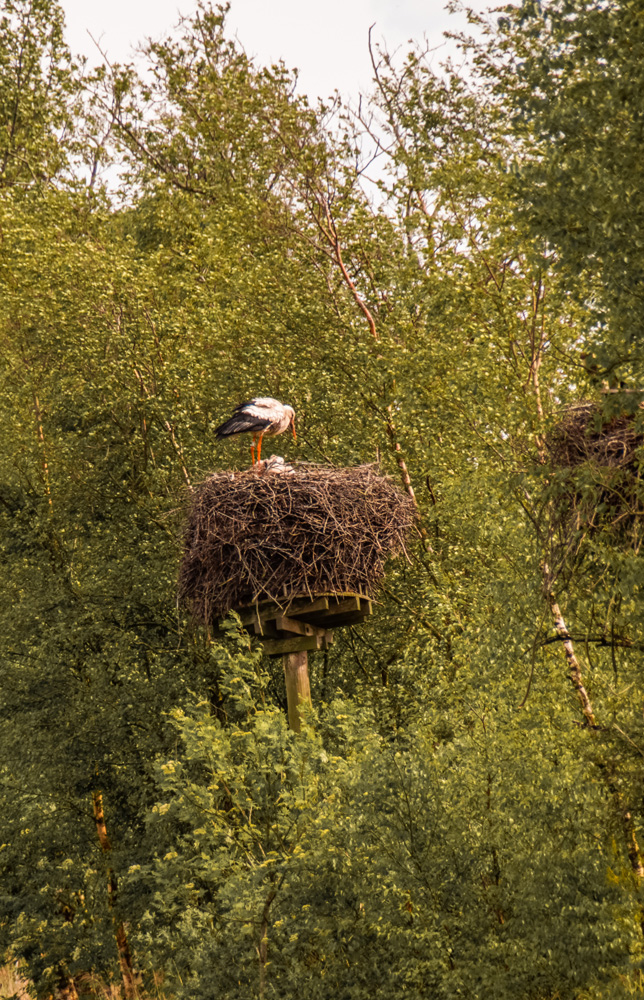 Nationaal Park Alde Feanen 5 - Wandelroute Friesland: Nationaal Park Alde Feanen