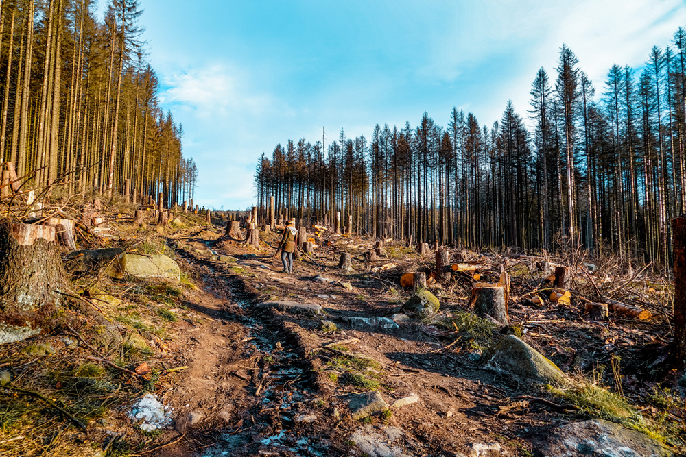 Wernigerode het Harz - Deze dingen moet je doen in middeleeuws Wernigerode