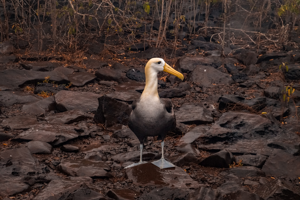 Ecuador bezienswaardigheden Galapagos