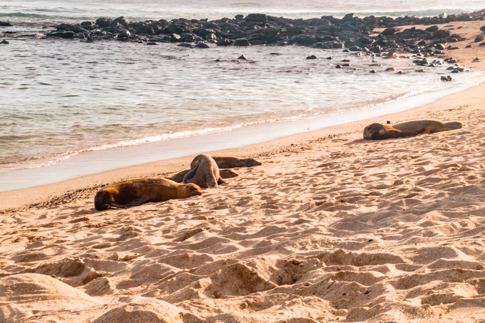 Ecuador bezienswaardigheden Galapagos