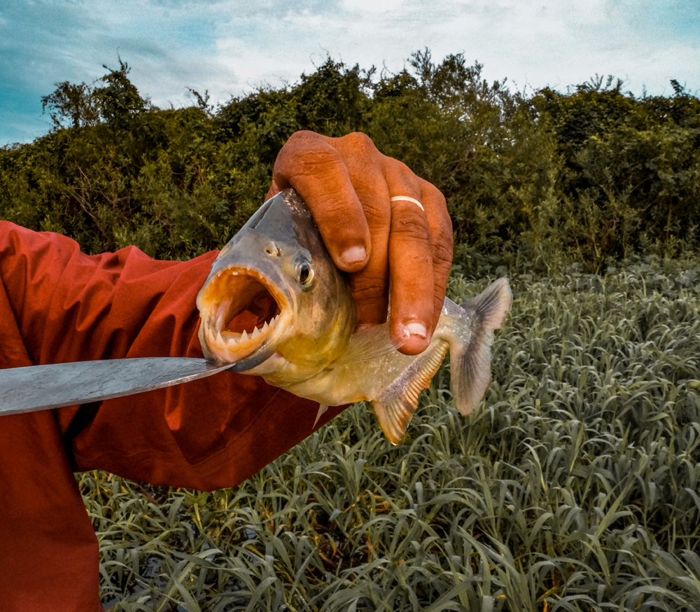 Bestemmingen en bezienswaardigheden brazilie Pantanal 1 1 - Deze bestemmingen in Brazilië mag je niet overslaan