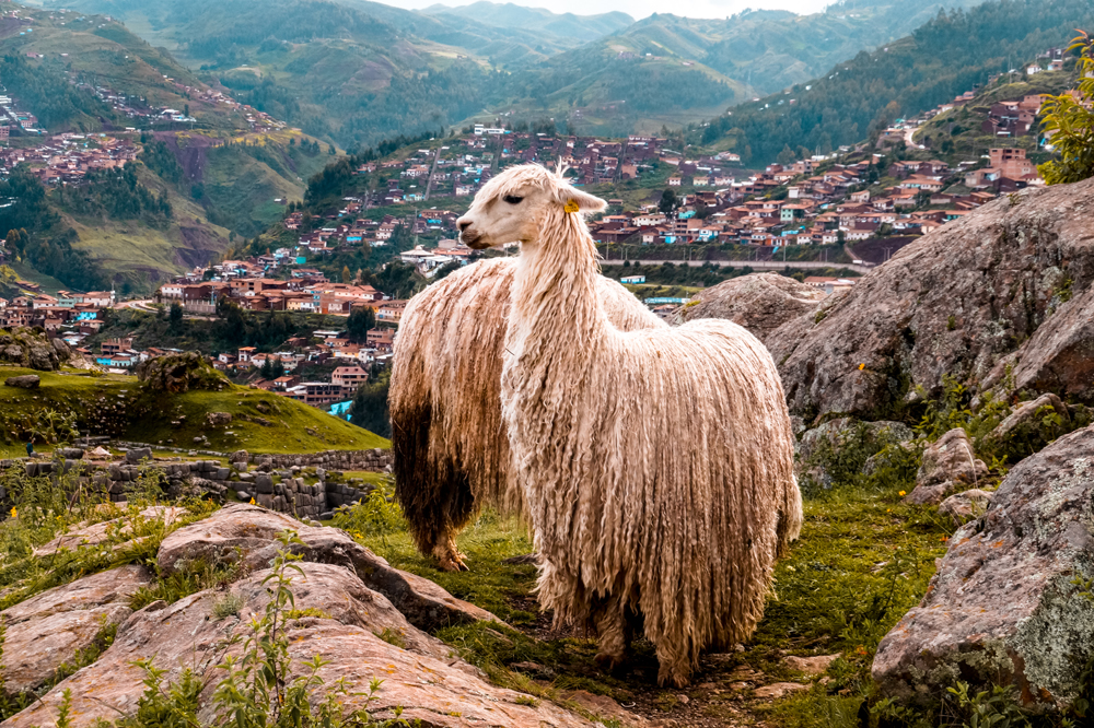 Peru bestemmingen Cusco