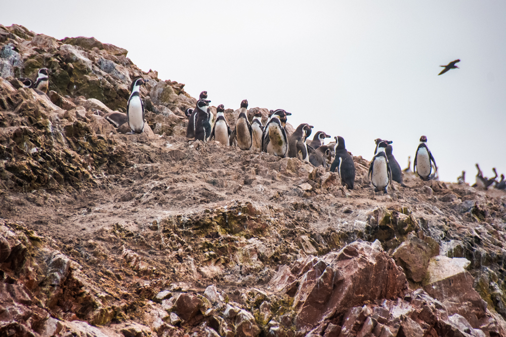 Peru bestemmingen Paracas