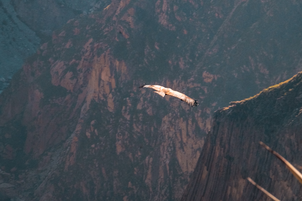 Peru rondreizen Arequipa Colca canyon 3 - Rondreizen door Peru: dit zijn de mooiste bestemmingen