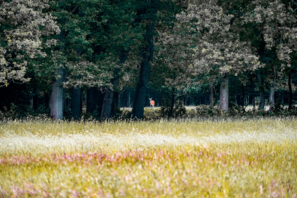 Ermelo Veluwe