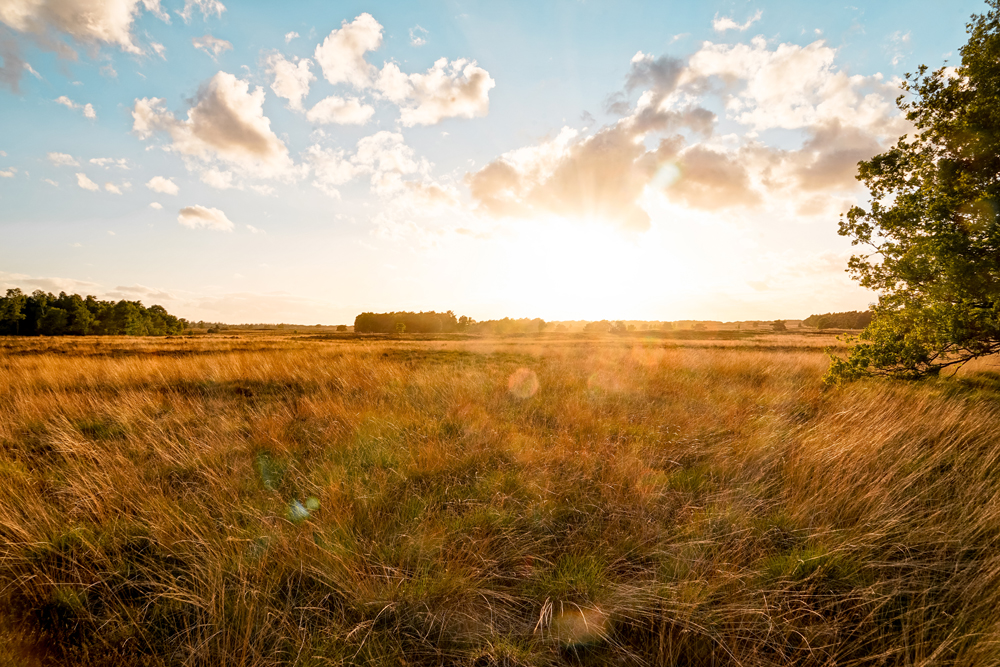 Ermelosche Heide Veluwe