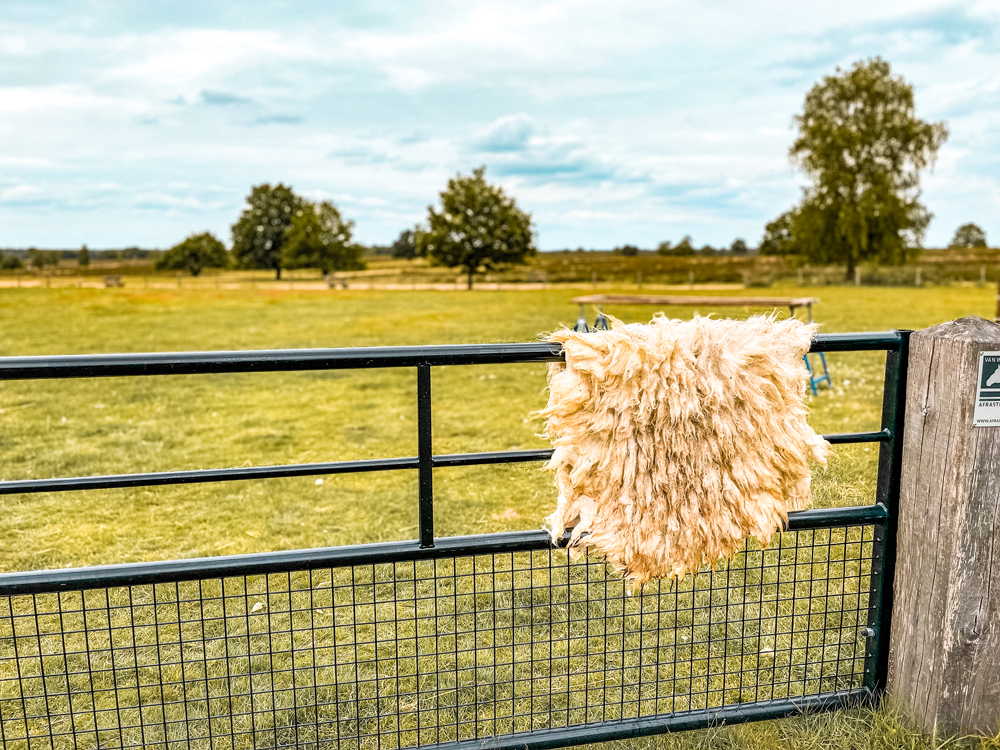 Ermelosche Heide Veluwe 7 - Ermelo en de Veluwe: dit zijn de dingen om te doen