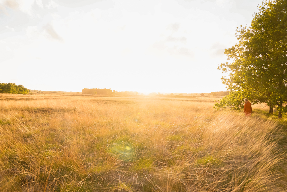 Ermelosche Heide Veluwe