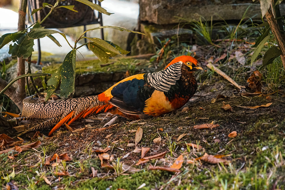 Borromeische Eilanden bezoeken - Alles over Stresa en de Borromeïsche Eilanden