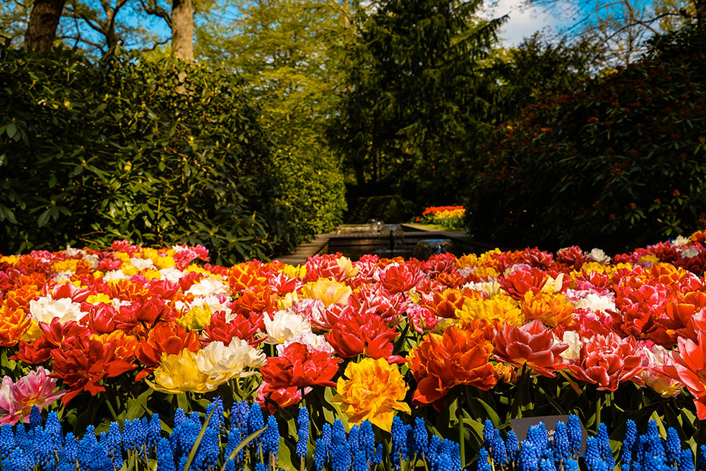 Keukenhof bezoeken