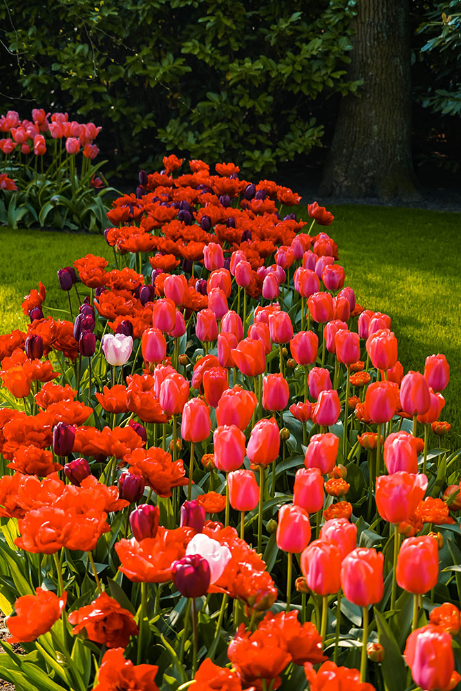 Keukenhof bezoeken 2 - De Keukenhof bezoeken: dit zijn weetjes en tips