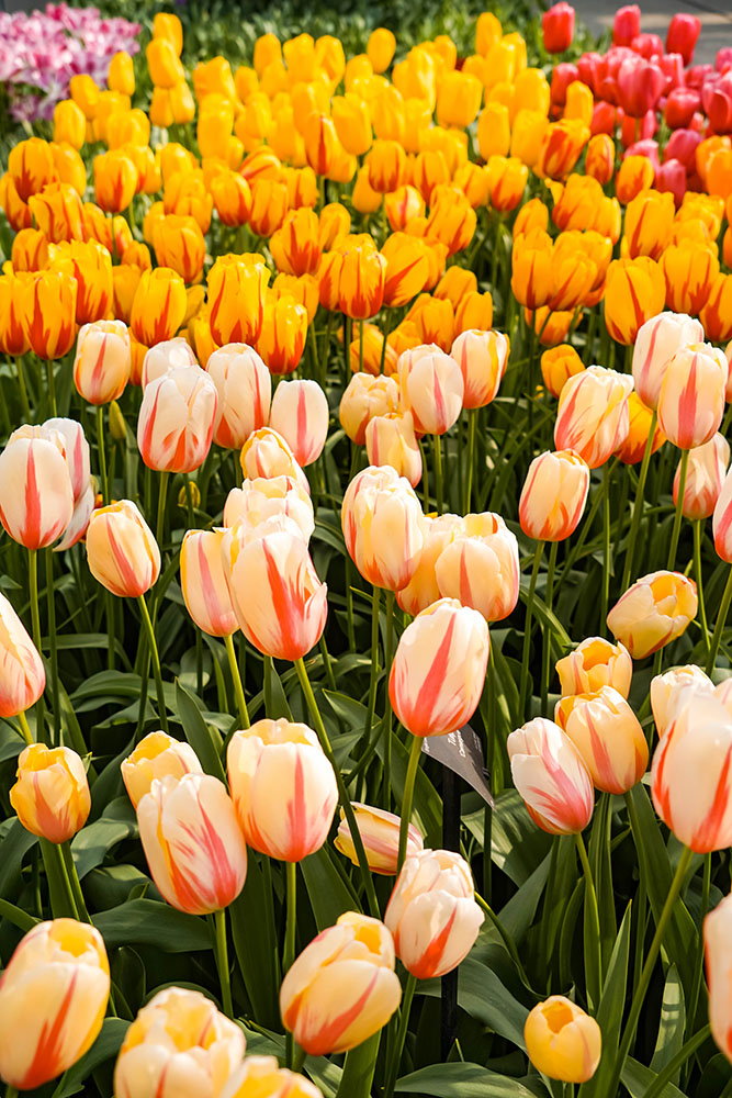 Keukenhof bezoeken 3 - De Keukenhof bezoeken: dit zijn weetjes en tips