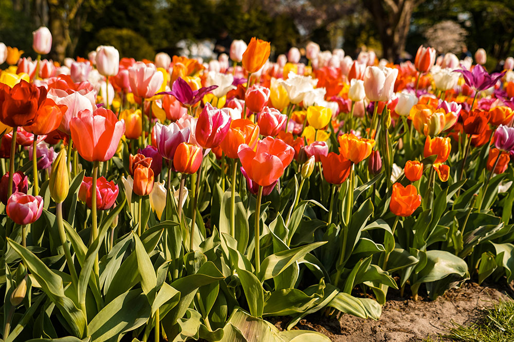 Keukenhof bezoeken