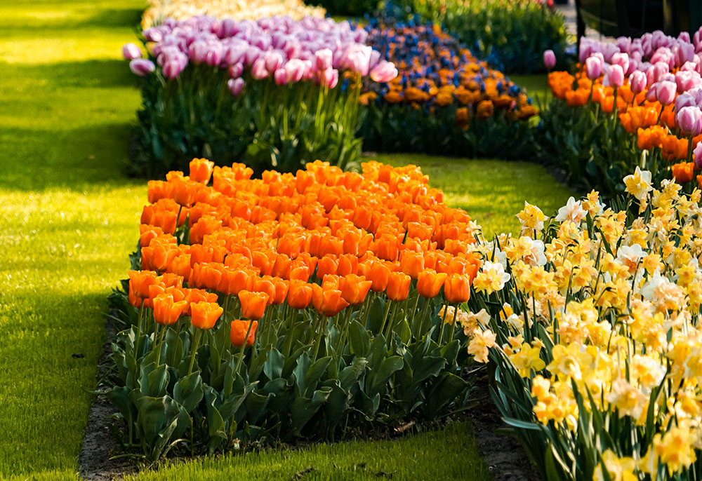 Keukenhof bezoeken - De Keukenhof bezoeken: dit zijn weetjes en tips