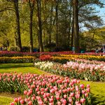 Keukenhof