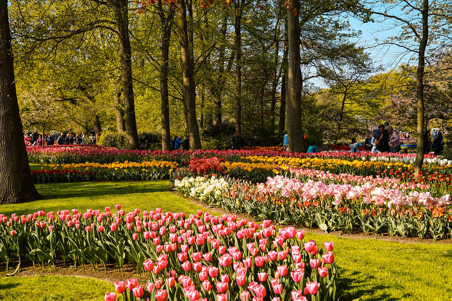 Keukenhof