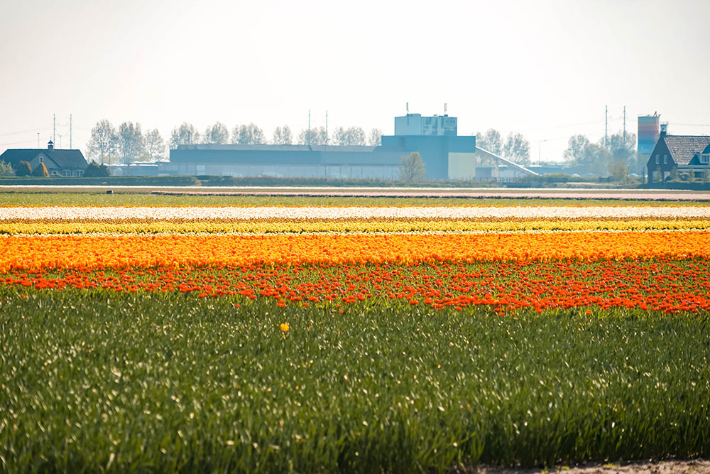 Keukenhof weetjes 7 - De Keukenhof bezoeken: dit zijn weetjes en tips