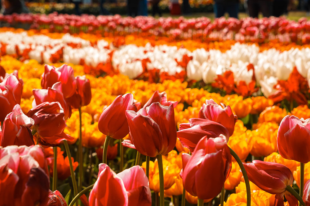 Keukenhof weetjes 8 - De Keukenhof bezoeken: dit zijn weetjes en tips